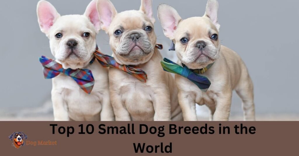 Top 10 Small Dog Breeds in the World