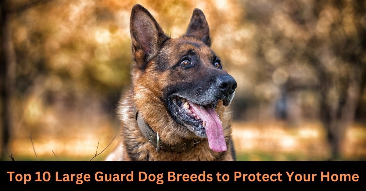 Top 10 Large Guard Dog Breeds to Protect Your Home