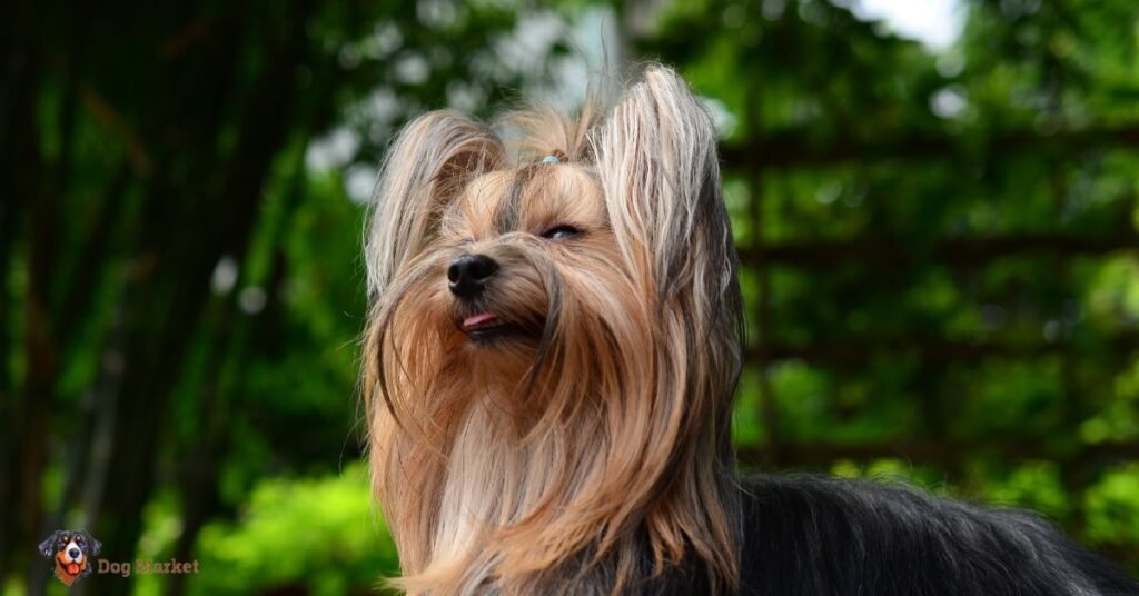 Yorkshire Terrier