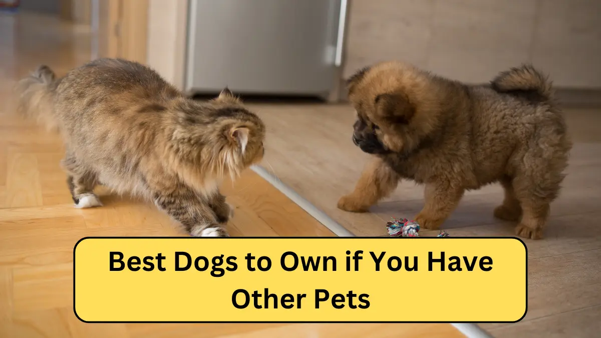 Best Dogs to Own if You Have Other Pets