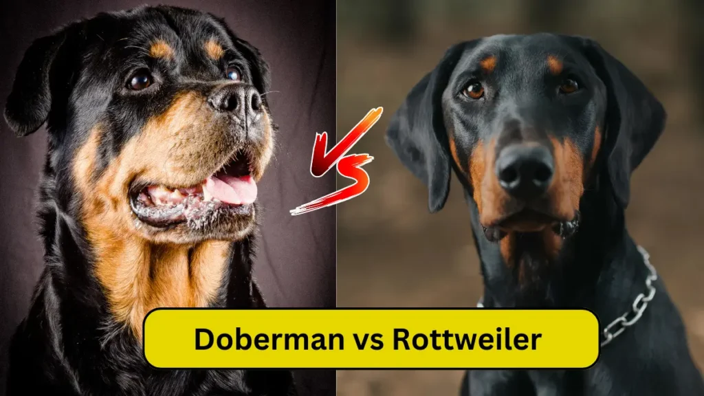 Doberman vs Rottweiler: A Comprehensive Comparison