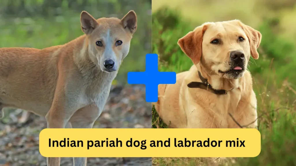 Indian Pariah Dog and Labrador Mix