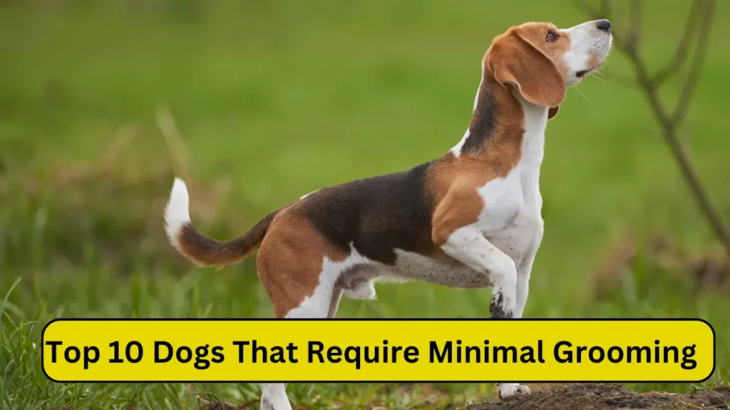 Dogs That Require Minimal Grooming