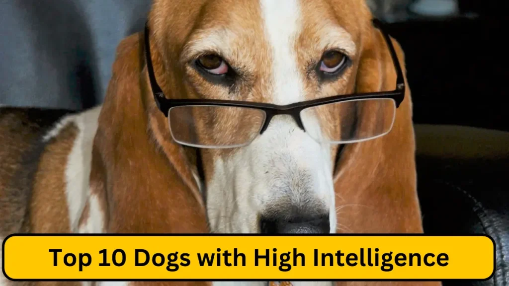 Top 10 Dogs with High Intelligence