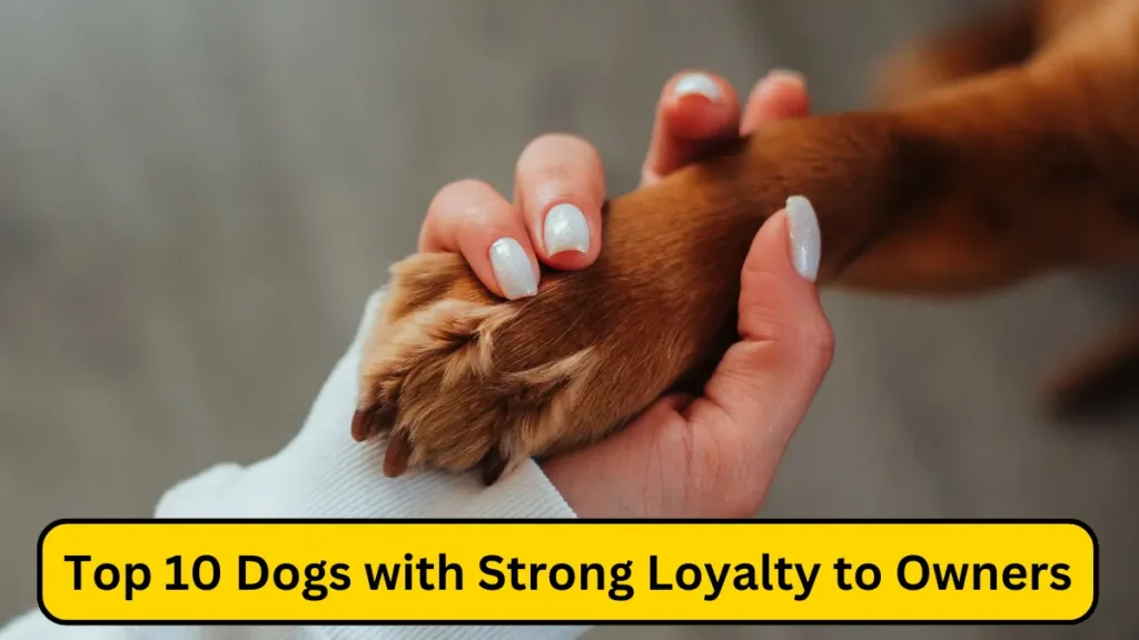 Dogs with Strong Loyalty to Owners