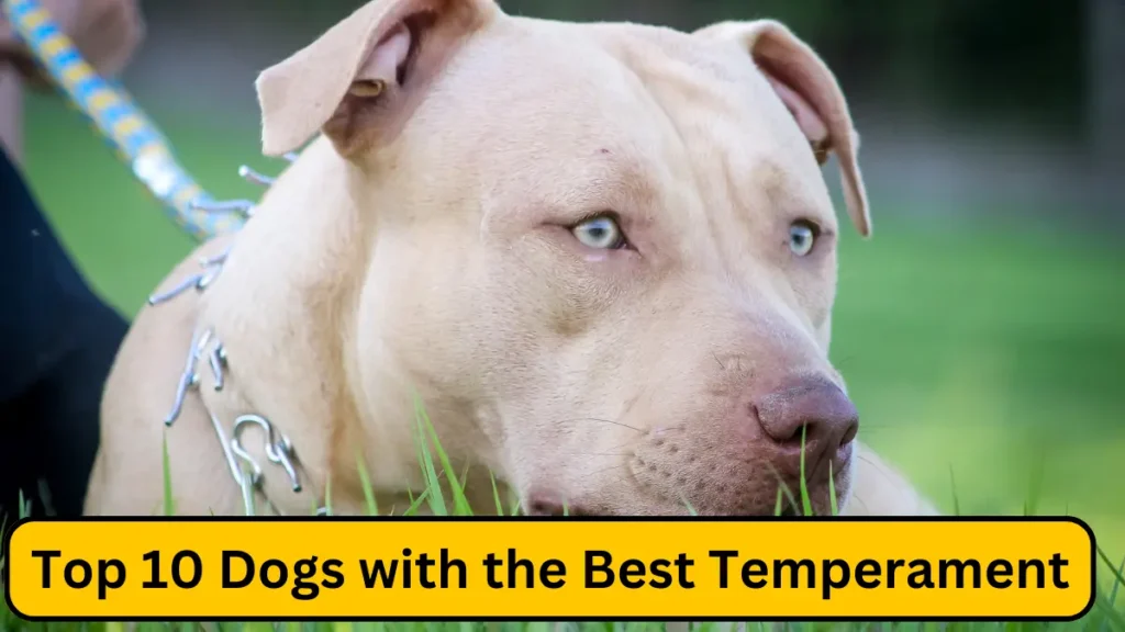 Top 10 Dogs with the Best Temperament