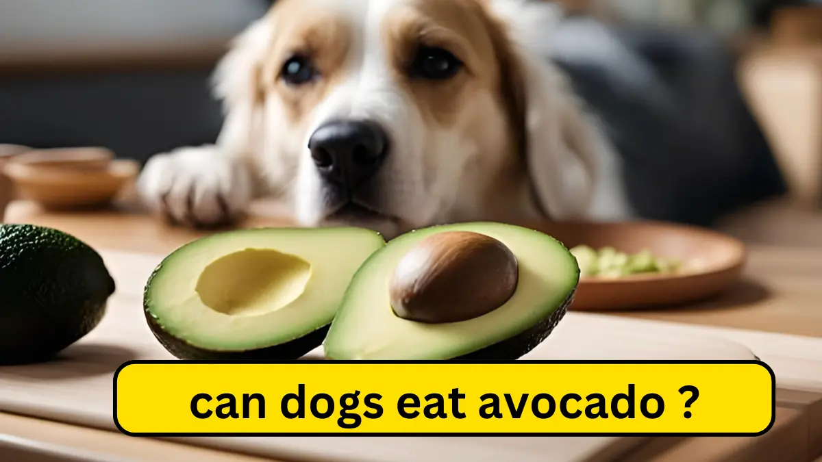 can dogs eat avocado