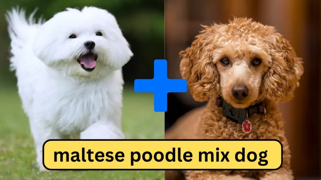 Maltese Poodle Mix Dog